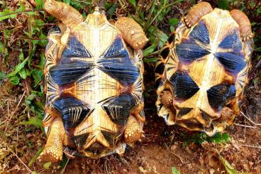 Turtles and Tortoises kaufen und verkaufen Photo: Astrochelys Radiata from 2014