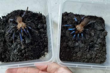 Vogelspinnen kaufen und verkaufen Foto: Birupes simoroxigorum sub adult
