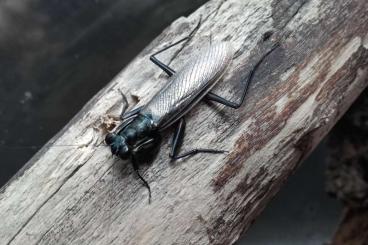 Insects kaufen und verkaufen Photo: Metallicus violaceous Männchen