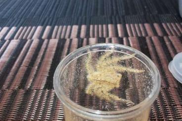 Spinnen und Skorpione kaufen und verkaufen Foto: Heteropoda davidbowie Spinnen und Skorpione kaufen und verkaufen Foto: Heteropoda davidbowie