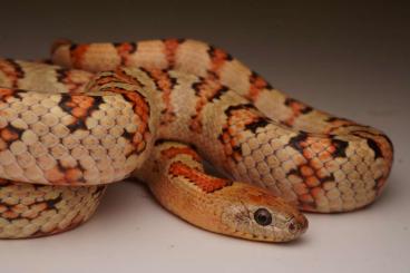 Schlangen kaufen und verkaufen Foto: Lampropeltis leonis, eigene Nachzucht von 2024 und 2023 Schlangen kaufen und verkaufen Foto: Lampropeltis leonis, eigene Nachzucht von 2024 und 2023