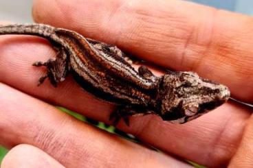 Geckos kaufen und verkaufen Foto: New Caledonian geckos for Hamm 9.9 2023