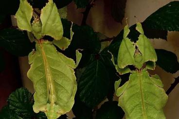 Insects kaufen und verkaufen Photo: Eier Pulchriphyllium giganteum „Cameron Highlands“