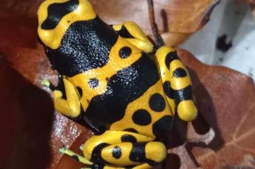 Poison dart frogs kaufen und verkaufen Photo: Dendrobates Leucomelas Group 