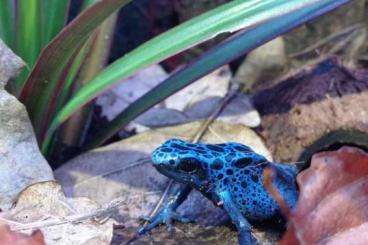 frogs kaufen und verkaufen Photo: 1.1 Dendrobates Tinctorius Azureus