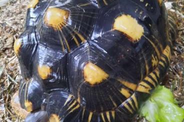 Tortoises kaufen und verkaufen Photo: Geochelone Radiata (Strahlenschildkröte)