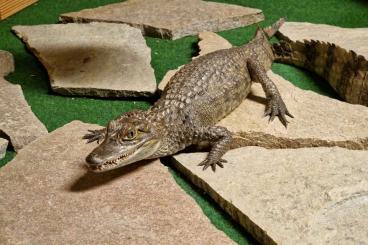 other lizards kaufen und verkaufen Photo: Brillenkaiman / Caiman crocodilus 1.0 