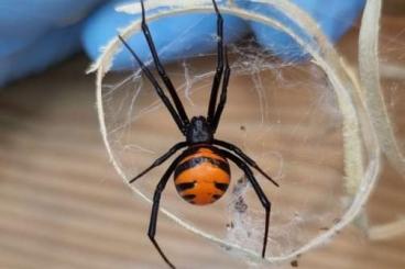 Spinnen und Skorpione kaufen und verkaufen Foto: Latrodectus elegans female