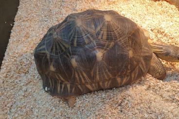 Turtles and Tortoises kaufen und verkaufen Photo: Astrochelys radiata - Strahlenschildkröten