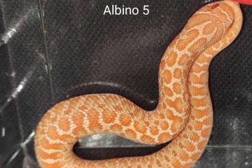 Schlangen kaufen und verkaufen Foto: Heterodon nasicus Albino NZ24 / Hognose Albino 