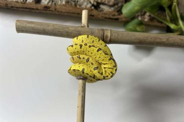 Pythons kaufen und verkaufen Foto: Morelia azurea pulcher 0.0.2