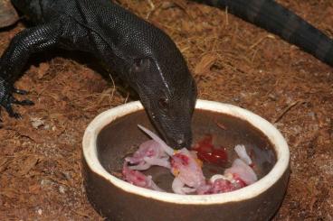 Monitor lizards kaufen und verkaufen Photo: V. salvator "komaini" (Black water dragon) 