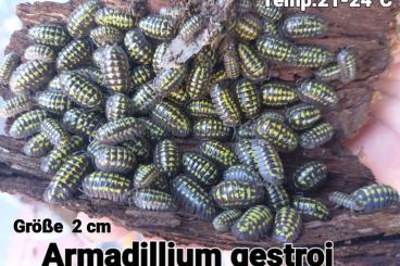 Insects kaufen und verkaufen Photo: Asseln ,,Armadillidium gestroi,,
