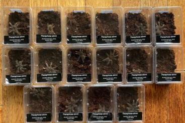 Spiders and Scorpions kaufen und verkaufen Photo: Theraphosa stirmi - 3,5cm BL - males, females, pairs shipping EU