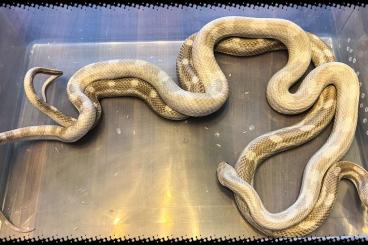 Schlangen kaufen und verkaufen Foto: Adult pair Pantherophis alleghaniensis 