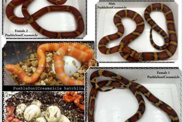 Snakes kaufen und verkaufen Photo: Adult/Subadult Hybrid’s het Scaleless!!!!