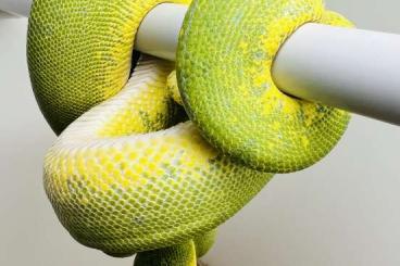 Snakes kaufen und verkaufen Photo: Baumpython Bock Morelia Viridis
