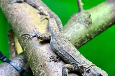 andere Echsen kaufen und verkaufen Foto: Ctenosaura bakeri (Utila iguana )