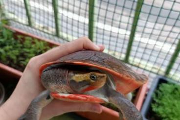 Sumpfschildkröten kaufen und verkaufen Foto: Emydura subglobosa, Berlin, 100E