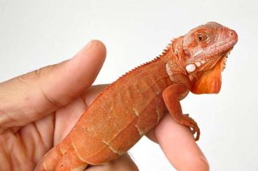 Lizards kaufen und verkaufen Photo: Available on September Hamm show