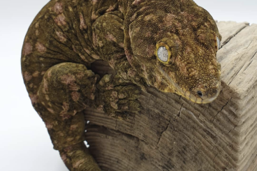 Geckos kaufen und verkaufen Foto: Rh. Leachianus "Nuu Ami" CB23 -Male-