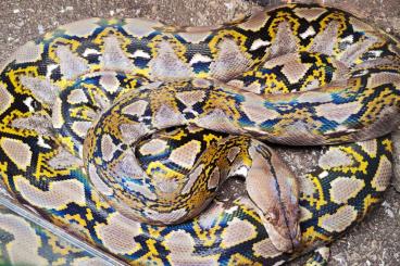 Pythons kaufen und verkaufen Foto: Hamm 1.0 Sumatra het Mocha Retic