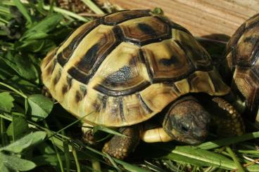 Landschildkröten kaufen und verkaufen Foto: Griechische Landschildkröten, Thb. und Thh. Nachzucht 2023 und 22