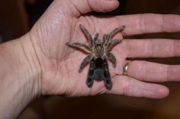 - bird spiders kaufen und verkaufen Photo: for sale Prag, Živa Exotika 18.5.2034, or shipping EU