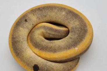 Ball Pythons kaufen und verkaufen Photo: Houten 5.12. Ball pythons