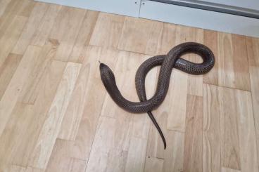 Venomous snakes kaufen und verkaufen Photo: 1.1 Naja sputatrix  - CB 07