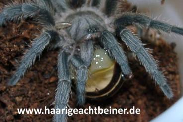 Spiders and Scorpions kaufen und verkaufen Photo: Für Selbstabholer in Kreischa bei Dresden oder Expressversand