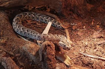 Venomous snakes kaufen und verkaufen Photo: 0.1 Bitis arietans (Kenia)