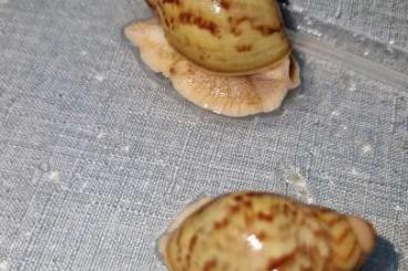 snails and mussels kaufen und verkaufen Photo: Archachatina papyracea Achatschnecken