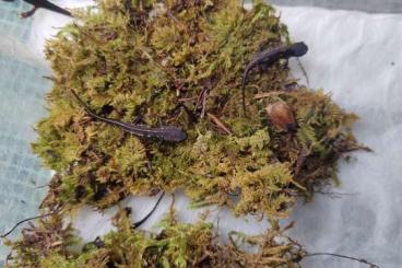 Newts kaufen und verkaufen Photo: Cynops ensicauda popei, pyrrhogaster, Triturus marmoratus 