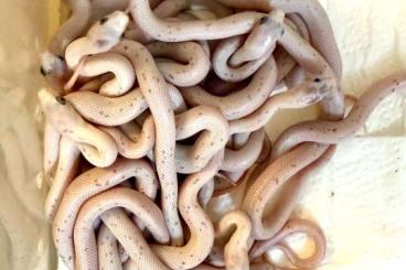 Nattern ungiftige kaufen und verkaufen Foto: Palmetto Kornnattern - Pantherophis guttatus Nattern ungiftige kaufen und verkaufen Foto: Palmetto Kornnattern - Pantherophis guttatus