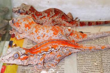 Geckos kaufen und verkaufen Foto: following captive bred rhacos for sell