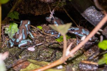 Poison dart frogs kaufen und verkaufen Photo: 0,0,5 Dendrobates auratus "Superblue"