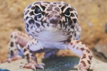 Geckos kaufen und verkaufen Foto: 1.0 Eublepharis macularius in Mack Snow Geckos kaufen und verkaufen Foto: 1.0 Eublepharis macularius in Mack Snow