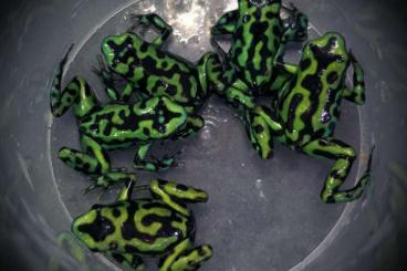 Poison dart frogs kaufen und verkaufen Photo: Pfeilgiftfrösche zur Abgabe 