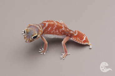 Geckos kaufen und verkaufen Foto: Nephrurus Levis Levis / Knob Tailed Geckos