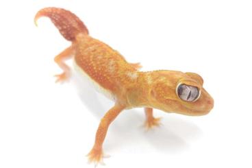 Geckos kaufen und verkaufen Photo: Nephrurus Levis Pilbarensis 1.0 double het 1.0 Albino het patternless