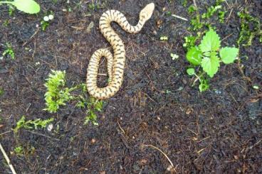Venomous snakes kaufen und verkaufen Photo: Vipera aspis francisciredi