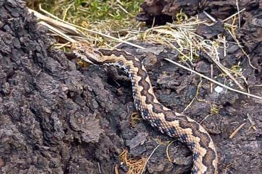 Venomous snakes kaufen und verkaufen Photo: Vipera latastei latastei 1.1