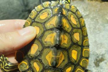 Schildkröten  kaufen und verkaufen Foto: 1.0 Graptemys Flavimaculata Männchen zu verkaufen