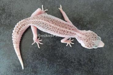 Geckos kaufen und verkaufen Foto: Männchen Weibchen Leopardgecko 2023