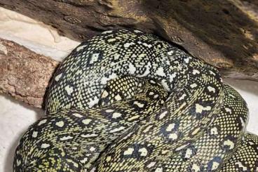Pythons kaufen und verkaufen Foto: Morelia spilota spilota Abzugeben Pythons kaufen und verkaufen Foto: Morelia spilota spilota Abzugeben
