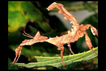 Insects kaufen und verkaufen Photo: Extatosoma tiaratum abzugeben