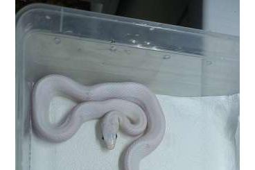 Snakes kaufen und verkaufen Photo: Lots of nice animals for sale