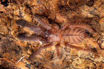 Spiders and Scorpions kaufen und verkaufen Photo: Zu verkaufen die Böcke.    P.sp sabah blue ca 3cm 2.0