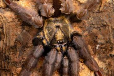 Spinnen und Skorpione kaufen und verkaufen Foto: Biete verschiedene Vogelspinnen zu verkaufen in weinstadt 